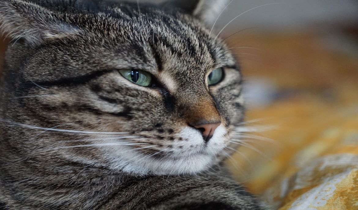 Vandige øjne hos katte: Det kan du selv gøre
